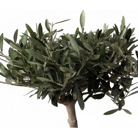 Olea Europaea Bonsai Olivo in Vaso da 20cm