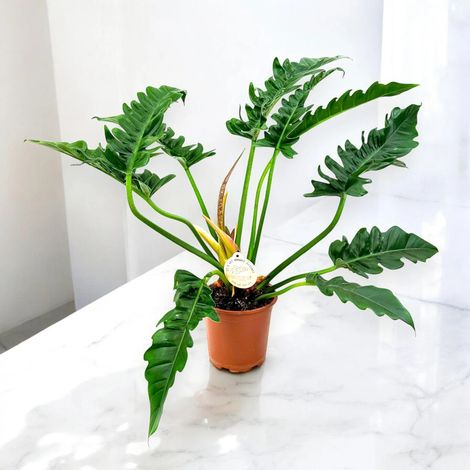 Gardenaria Philodendron 'Tigertooth' - Pianta da interno ornamentale - Altezza: 45 cm (vaso 17) (1/4)