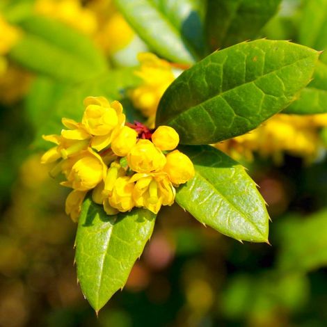 Épine-vinette de Juliana (Berberis julianae)