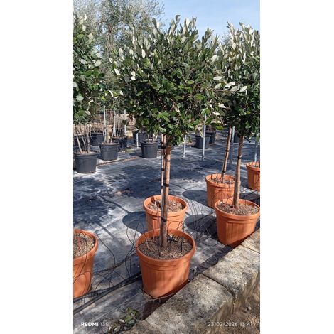 ACCA SELLOWIANA (Feijoa) ALB.40 1/2 FUSTO (E.Q.)