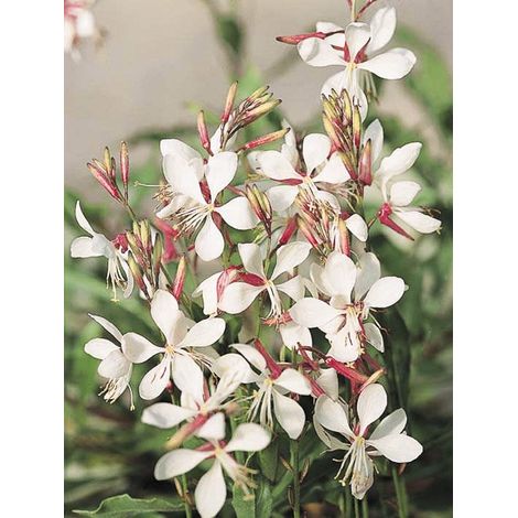 Gaura de lindheimer 'The Bride' le sachet de 50 graines (0,9g) (1/2)