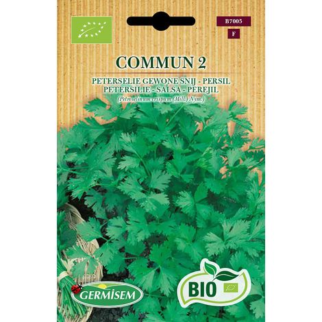 Graines Persil COMMUM 2