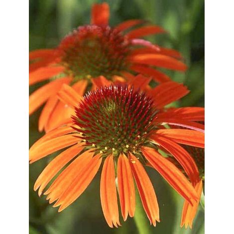 Rudbeckia pourpre 'Butterfly Orange Skipper' Godet de 8/9 cm (1/2)