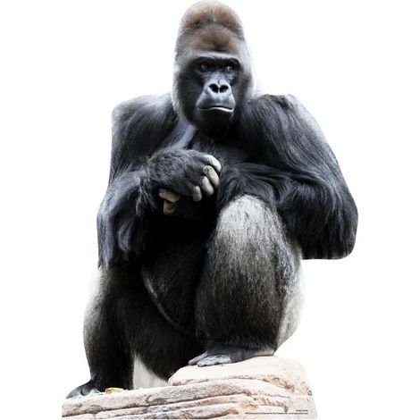 Figurine en carton Le gorille assis -Haut 131 cm (1/4)