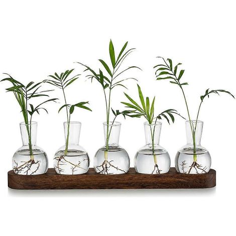 Terrarium de propagation pour plantes, vase à bulbes en verre avec plateau en bois, vases à bourgeons modernes pour salon ou bureau (1/5)