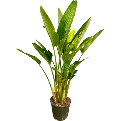 Strelitzia Augusta XXL Oiseau du Paradis Blanc Multi-troncs Plante d'Intérieur 225 cm Ø32 cm - PANGIVO (1/5)