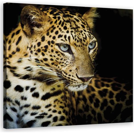 Quadro su tela, Leopardo maestoso - 40x40 (1/5)
