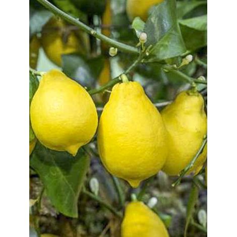 Citronnier 'Adamo' Pot de 4L/5L, 1/4 de tige