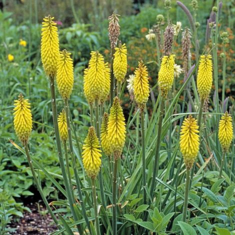 Kniphofia, Tison de Satan Citrina/Godet - 5/20 cm