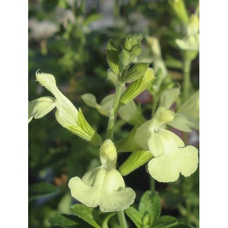 Sauge arbustive 'Suncrest 'Lemon Light'' Pot de 2L/3L