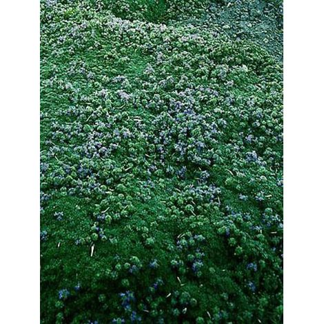 Thym laineux Pot de 2L/3L