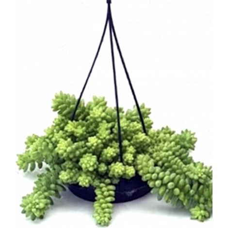 Planta Natural Sedum Burrito en Maceta M15
