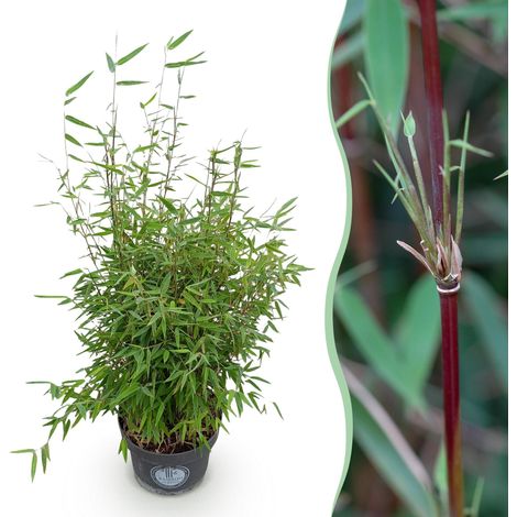 Bambou Fargesia nitida Red Dragon Non Traçant - Haie ou Isolé - Tiges Rouges - Pot 23 cm - 80 cm - PANGIVO (1/5)