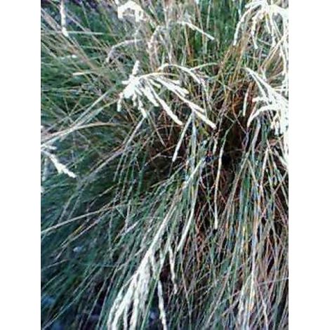 Pâturin labillardieri Godet de 8/9 cm (1/4)