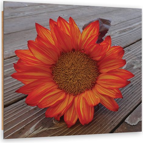Quadro deco panel, Girasole arancione - 30x30 (1/5)