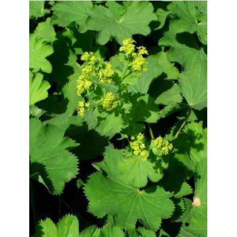 Alchemille epipsila Racines nues
