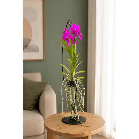 Gardenaria Vanda con supporto - Pianta da interno ornamentale - Altezza: 70 cm (vaso 15) (1/5)