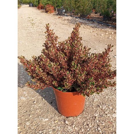 Coprosma Repens Pacific Dawn Pot 24 cm Arbuste Persistant à Feuillage (1/3)