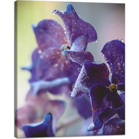 Stampa su tela Botanica Fiore di ortensia 40x50 cm