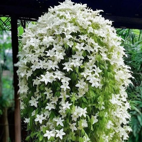 200 graines de Jasmin grimpant – Plante parfumée idéale pour jardin familial, balcon et plantations décoratives (1/4)