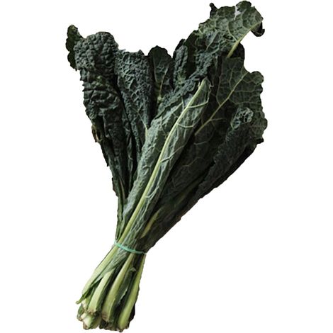 Semi di Cavolo laciniato nero di Toscana precoce piante per orto e giardino