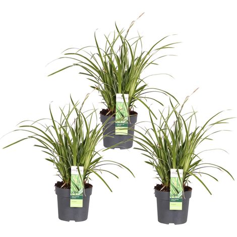 Carex morrowii 'Ice Dance' - Lot de 3 Graminées Ornementales Persistantes - H30 cm Ø14 cm - PANGIVO (1/5)