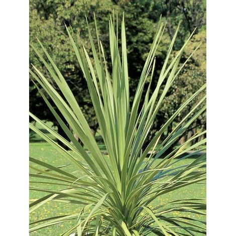 Cordyline indivisa Pot de 3L/4L