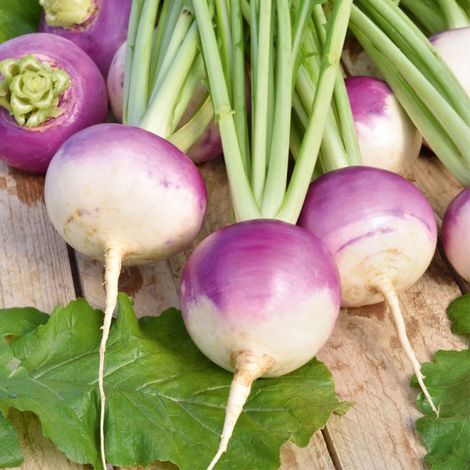 graines Navet potager NANCY