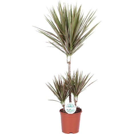 Dracaena Bicolor Dragonnier Plante d'Intérieur Dépolluante Feuillage Bicolore Ø21 cm H95 cm - PANGIVO (1/4)