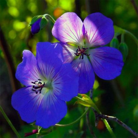 3 Géraniums 'Johnson's Blue' (Geranium) (1/5)