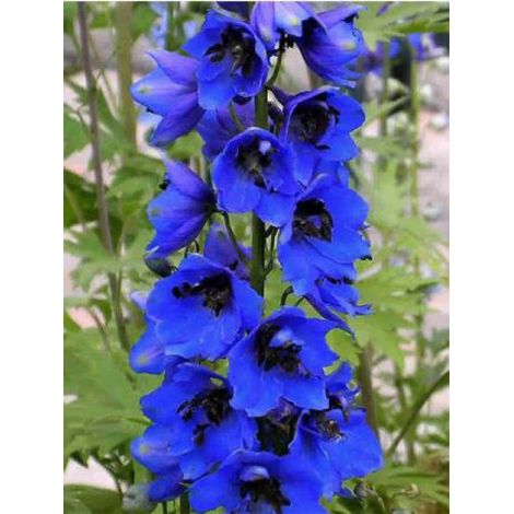 Pied d'Alouette vivace 'Blue Jay' Godet de 7/8 cm