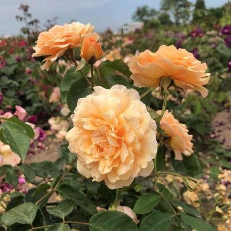 Rosa 'Buff Beauty' - Rosier grimpant en pot