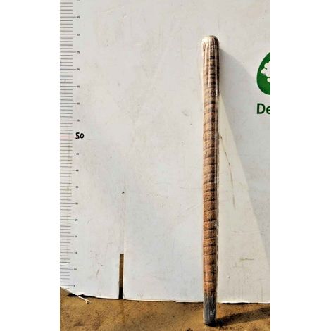 TUTORI MUSCHIATI PER PIANTE (VARIE DIMENSIONI)-D 32 H. 80 CM