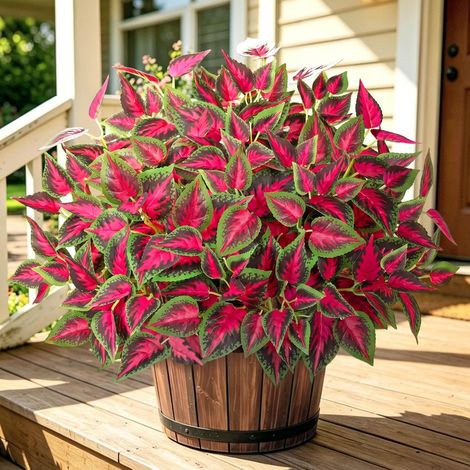4 Plantes de Coleus Artificielles, Feuillage Rouge et Vert, Plantes Artificielles Interieur Fausse Plante Exterieur Décoration sans Entretien pour Intérieur, Extérieur, Jardin, Balcon (1/5)