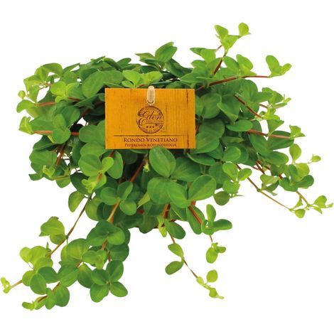 Peperomia Rotundifolia - Plante Verte d'Intérieur Décorative - Ø11 cm - Hauteur 15 cm - PANGIVO (1/4)