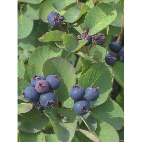 Amélanchier à feuilles d'aulne 'Saskatoon Berry ' Pot de 4L/5L (1/3)