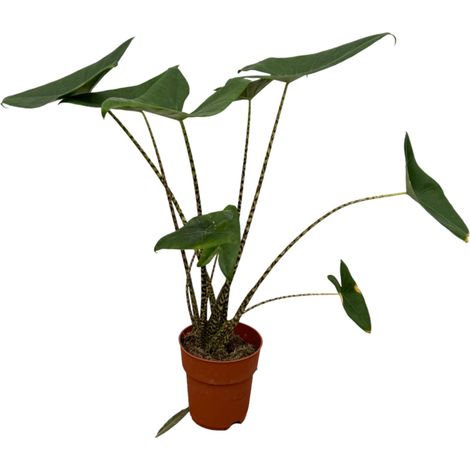 Alocasia Zebrina Plante d'Intérieur Exotique Tiges Zébrées Vert H80 cm Pot Ø21 cm - PANGIVO