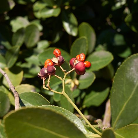 Fusain du Japon - Euonymus japonicus 40cm