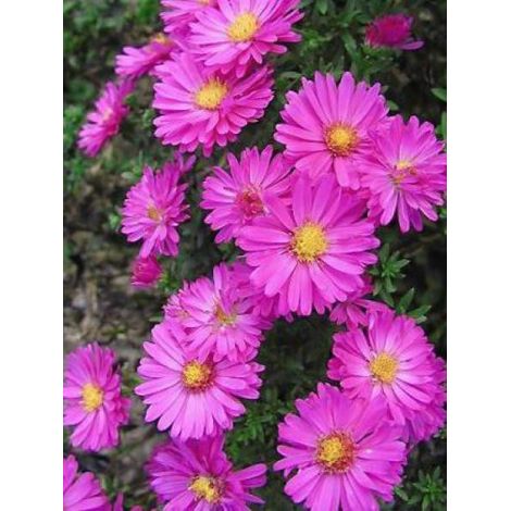 Aster nain 'Starlight' Godet de 8/9 cm