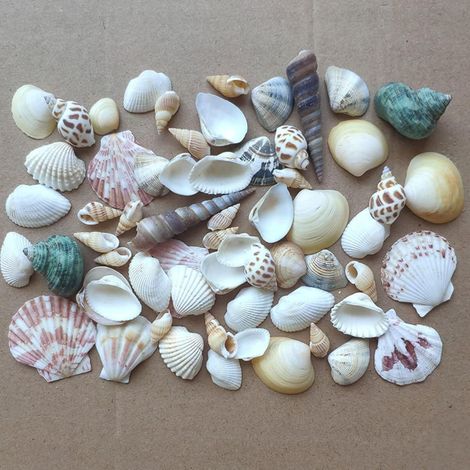 Coquillages Naturels Mixte 100g, , Décoration de Plage, Mariage, Nautique, Coquillages Déco, Remplisseurs de Vases, Fabrication de Bougies (1/5)