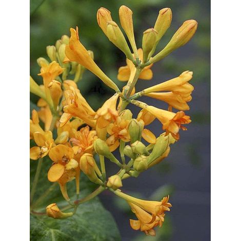 Chèvrefeuille 'Golden Trumpet' Pot de 2L/3L