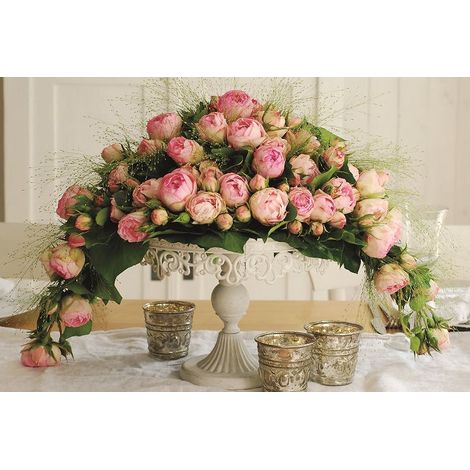 Gardenaria Rosa 'Lovely Rokoko' - Rosa da giardino - Altezza: 40/50 cm (vaso20) (1/3)