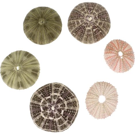 Lot de 6 Pots de Fleurs en Coquille D'oursin de Mer pour Plantes Aériennes, Décorations de Table et Accessoires D'artisanat Sea Glass Naturel Couleur Aléatoire (1/5)