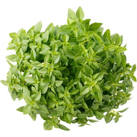 Semi di basilico "Fine verde" piante per orto e giardino