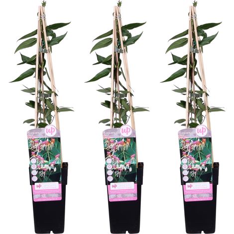 Lot de 3 Chèvrefeuilles de Henry Lonicera henryi Plante Grimpante Persistante 65 cm - PANGIVO (1/3)