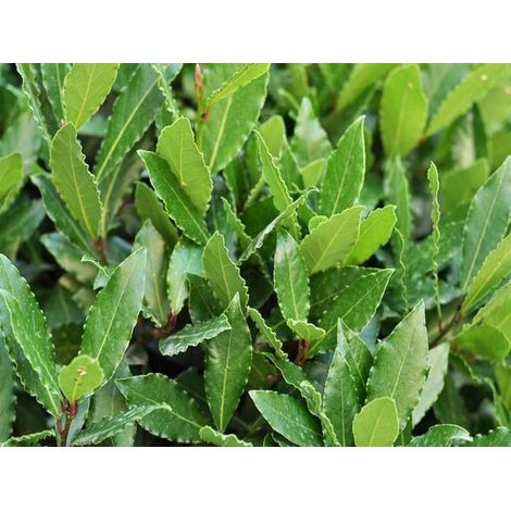 1 PIANTA DI ALLORO LAURUS NOBILIS VASO 14CM (1/2)