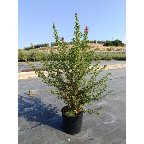 ESCALLONIA X HYBRIDA APPLE BLOSSOM CESP.24