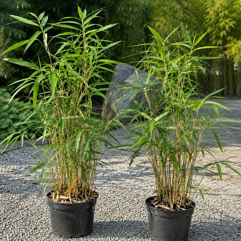 Gardenaria Bambù Nano Tsutsumiana - Bambusa tsutsumiana - Bambù ornamentale da esterno - Altezza: 50 cm (vaso 24)