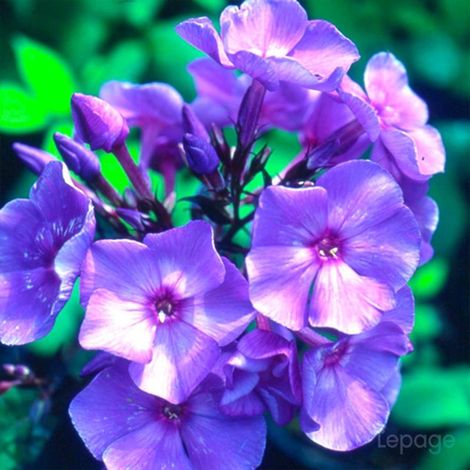 3 Phlox 'Blue Paradise' (Phlox 'Blue Paradise')