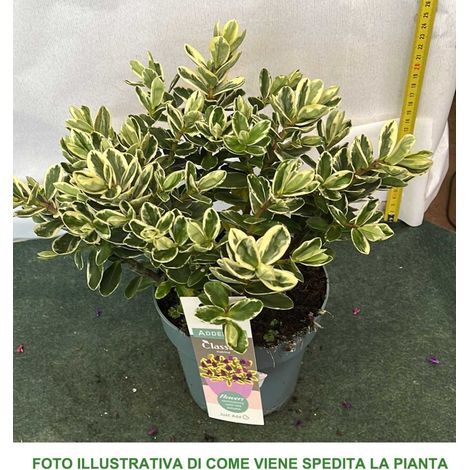 1 PIANTA DI HEBE ADDENDA DONNA KATRINA VASO 15CM (1/2)